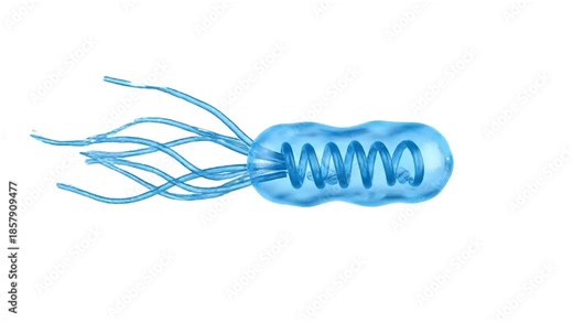 A clean animation of a bacterium with flagella and a spiral structure