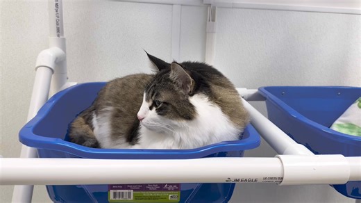 3.4K views · 152 reactions | Ready for a truly more-to-love feline...