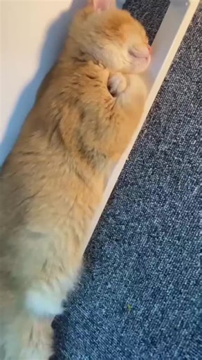 Sleep na daw sya #Cat #highlight #viral #reels #trending