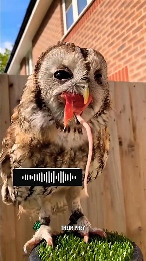 This Owl is Swallowing A Big Mouse Whole!!😵 #shorts #facts #owl