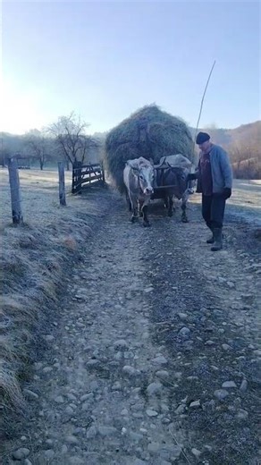 Boii sunt viitorul daca combustibilul continuă să crească 🥺 #shortvideo #maramures #farm