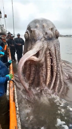 The Most Shocking Deep Sea Catch You’ll Ever See – Watch Now! | Red Devil Team | Facebook