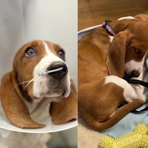 1.3K views · 1.7K reactions | Kamryn and her seven littermates were...