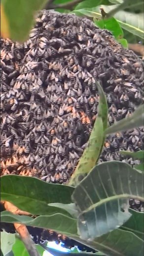 Apis florea Honeybee Hive on a Tree. Dwarf honey bee OR Red dwarf honey bee