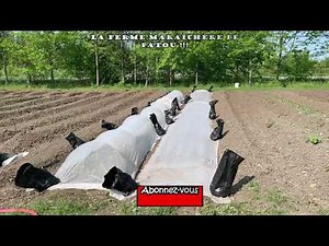 Québec | RADIS-RABIOLES-LAITUES| Semis direct et plantation | Protection avec filet anti-insectes