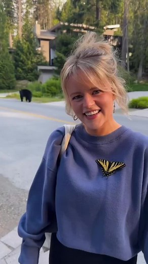 Western tiger swallowtails!🦋 These butterflies typically emerge in May - June so you should be seeing them soon, and this time you’ll have some knowledge about the species when you do! They typically have one flight between June - July and also, the males have blue on their hind wings as well, just less. I’ve always thought butterflies were some of natures best art. When I was growing up, I loved walking out into the fields/ forests in my backyard, bug catcher in hand, and I’d see what I could