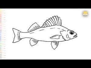 Large 'perch' drawing easy | Fish drawing tutorial | How to draw A Perch step by step | #artjanag