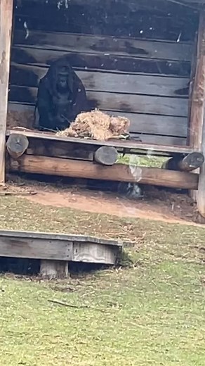 He either copied me or was just cold but either way it was funny seeing him putting it on 🤣🤣🤣 #gorilla #werribeezoo #funny