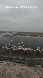 Walvis Bay Namibia Adventures - Dune 7, Pink Lake, Flamingos & Sandwich Harbor
