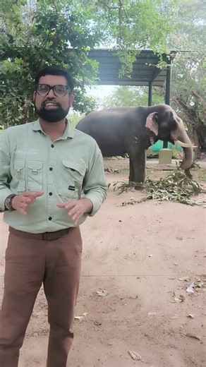 Golden Sparrow Education on Instagram: "✨🐘 Elephant Memory: Living in a world of regret"