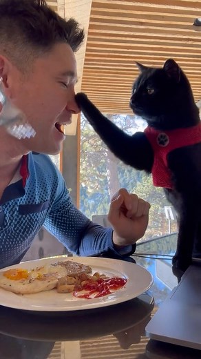 JJ YOSH | DO NOT get a cat!! (this is why)😡 #noboundaries #somewhereonlyweknow #catthief #felinefoodie | Instagram