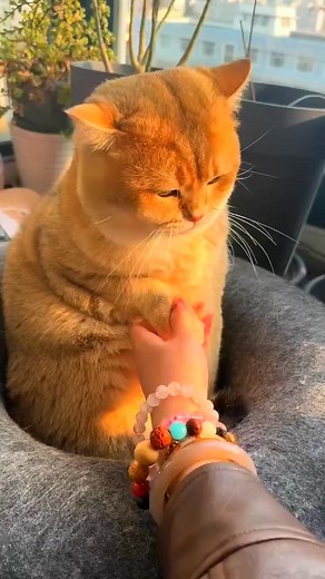 The biting kitten refused to cooperate with the investigation and refused to be arrested | Cute Kitten