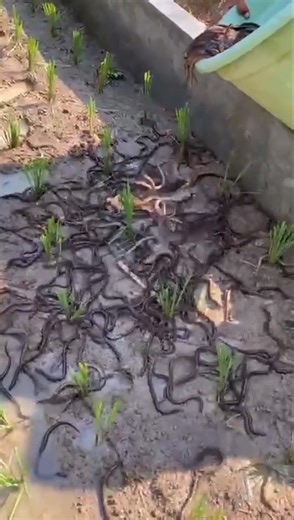 Learn how to raise crickets easily at home for food #CricketFarm #Shorts #Insect #NatureShorts