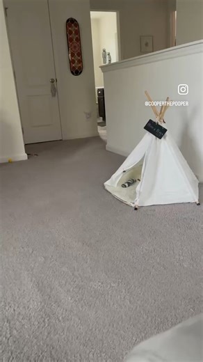 I haven’t let MINI roam the second floor since she became sick in January. She had a LOT of exploring to do today! 😆 (I’ve sped up some of the clips not to bore you 😅) #CooperthePooper #BunniesWorldwide #rabbitsofinstagram | Cooper the Pooper