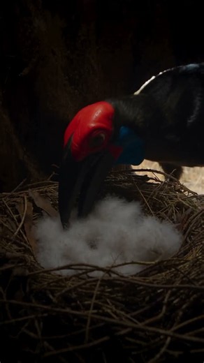 This Hornbill Builds a Nest Inside a Tree! 🐦🌳