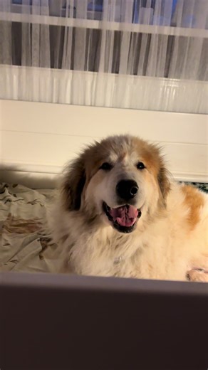Welcome Echo de’Chien Pyrenean Mountain Dog P Litter