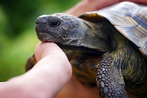 Do Tortoises Like to Have Their Shell Scratched?