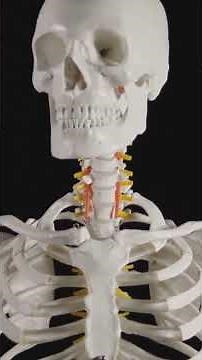 Human Anatomy Part 2: Musculoskeletal System #anatomy #muscles #skin