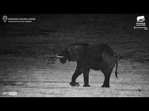 Elephant Bull Strolls Through the Night