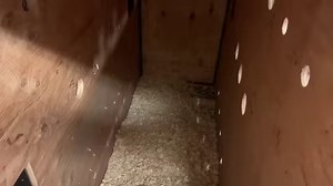 Our team is in Alaska to pick up the 8-week-old orphaned moose calf who will arrive at CMZoo tomorrow. We're taking you behind the scenes at The Alaska Zoo to see how the calf transfers into his crate, which we'll soon load onto a plane to bring him home. The crate may look small to some, but it's perfectly sized so the moose can stand up or lie down in a space that feels comfy. We'll continue bringing you updates throughout this moose's trip home to Cheyenne Mountain Zoo, so stay tuned tonight 