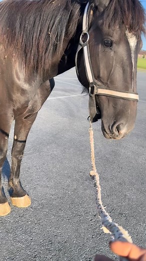 August 10th, baby Dakota made her way to us. She was discarded because her body is slightly different than others, with a severe roach back. Many people look at horses such as her and don’t see their value because they can’t be ridden. If I had a dollar for the amount of times I’ve heard “just put them down”… it would pay our hay bill for a year. But most beings no matter what they’re faced with.… just need a little love to become whole again. When people see Dakota now, they don’t even recogniz
