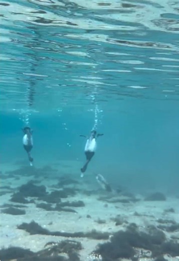 Ducks Sounds Underwater: Nature's True Symphony