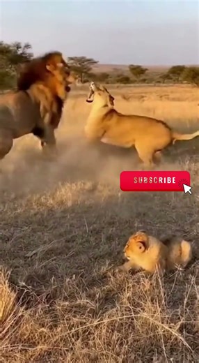 Lioness ATTACKS Male After Cub Growls! 😱