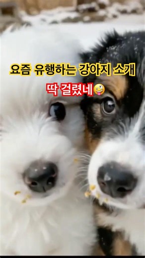 The trendiest way to introduce my puppies! (Wait, what’s on your face?)😂