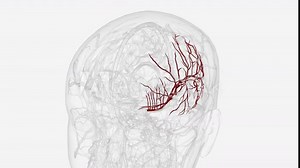 Left middle cerebral artery and branches .
