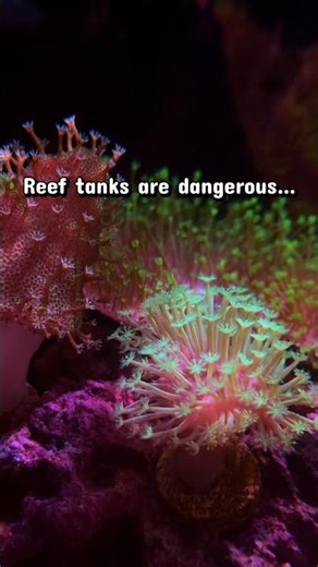 Reef tanks are dangerous… #fyp #reeftank #coral #reef #reeflife #fishtank #reefkeeper #fish #inverts