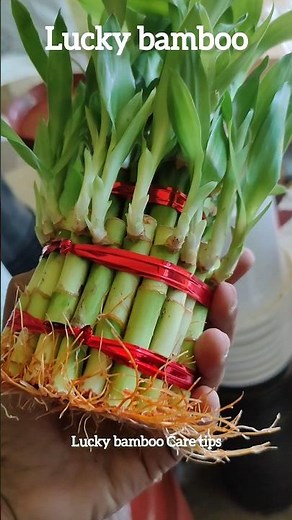 lucky bamboo tips, how to take care of bamboo plant indoor #lucky_bamboo #bamboo #water_plant