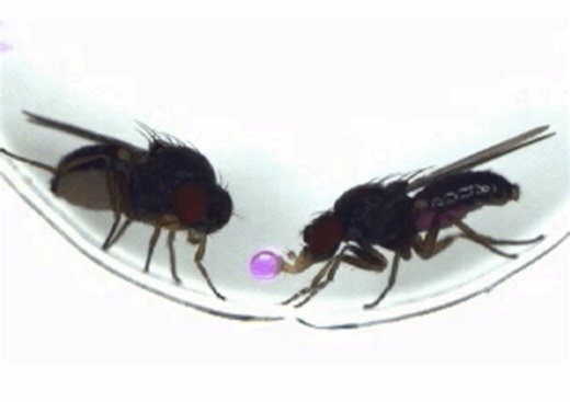 Scientists 'Hack' Fruit Fly Romance By Transferring Vomit-Based Courtship Between Species
