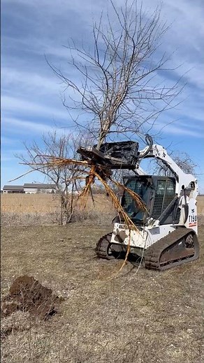 Testing out our new tree puller from the auction! #farmequipment #skidsteer #bobcat
