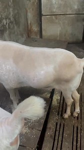 Barbara jodi | World goat team