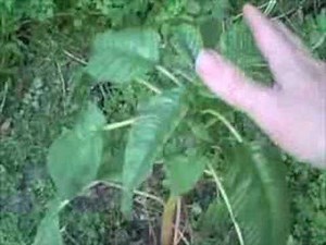 EatTheWeeds: Episode 17: Amaranth