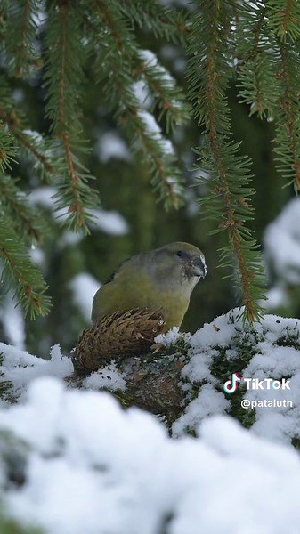 ”To find the bird, you must think like the bird” - Patrik Luther Red crossbill / Mindre korsnäbb This is something that I absolutely love to see when I’m out looking for animals. A special kind of behaviour that most of us never get to see. They are called crossbills because their bills are crossed, making them perfect for reaching the seeds inside the pinecones. I have seen this a few times before, but always far up in the top of the trees, making it very difficult to get decent footage. This o