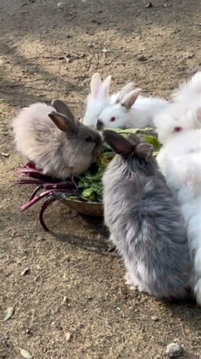 Cute angora rabbits 🐇 #trendingreels #abbottgreen