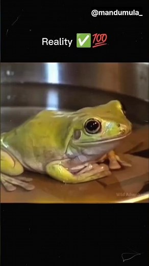 This Simple Frog Experiment Explains Your Life 🐸