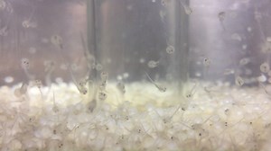 Remember when we took you behind the scenes of our broodstock operations at the Rathbun Fish Hatchery? Well, meet Iowa's newest walleyes as they hatch! | Iowa Department of Natural Resources