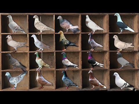 20 Rare Color of Racing Pigeons | Rare Off Color Racing Pigeon