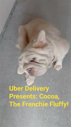 Cocoa The Frenchie Fluffy Puppy #dogs #frenchie #jesus #are #dothingsyoudontwanttodo #dogsworld