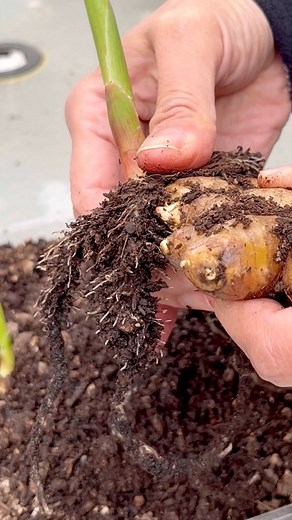 Trying out this method to increase the number of ginger plants per rhizome. Do you break each portion that has sprouted with its root system? This way, the rhizomes can be put back in the potting soil and wait for more shoots for planting individually to prevent overcrowding. Once each sprout has its root system, it will be able to absorb nutrients and water and photosynthesize. Stay tuned for the update!The rhizomes were buried about ¾ to -1” below the potting soil mixed in with ¼ cup of worm c