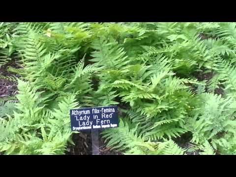 Athyrium filix-femina 'Lady in Red / Lady Fern