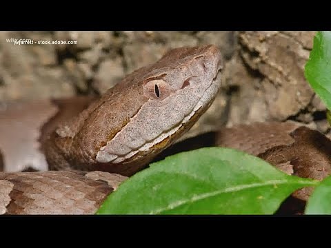 Be careful when outside of baby copperhead snakes