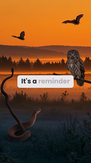 1.6K views | Why do snakes flick their tongues? Unlike humans, snakes...