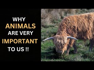 The Importance of Animals in Our Lives 🌍🐾