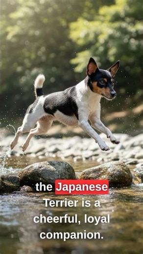 Clean Drip & Puppy Eyes 👀: This Rare Japanese Terrier SLAYS! Not Mid, Periodt! 💯 #shorts