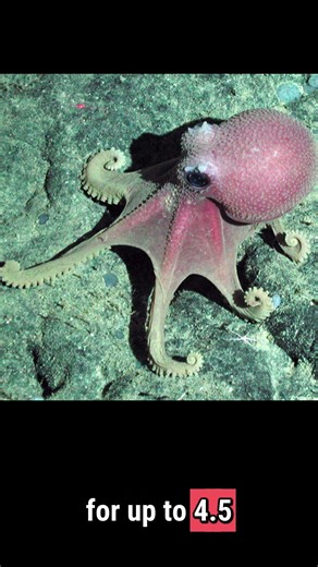 This Mother Guards Her Eggs for YEARS — Then Dies 🐙🥚 #animalspecies #facts