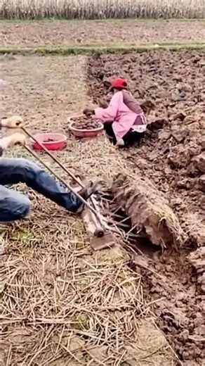 Digging process of underground vegetables with an iron rake