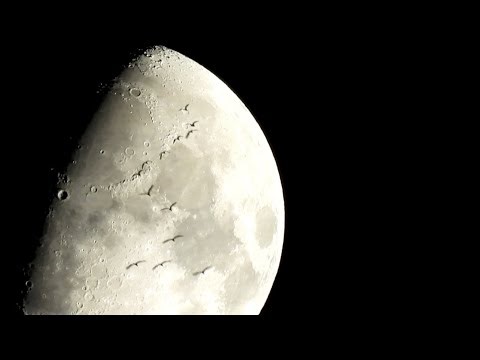 月に雲が流れていく映像を撮ろうとしていたら、月に雁の群れが落ちてきた歌川広重の｢月に雁｣｢堅田落雁｣｢武陽金沢八勝夜景」の世界ような世界 #私とニコンで見た世界 #月に雁 #Nikon #P950